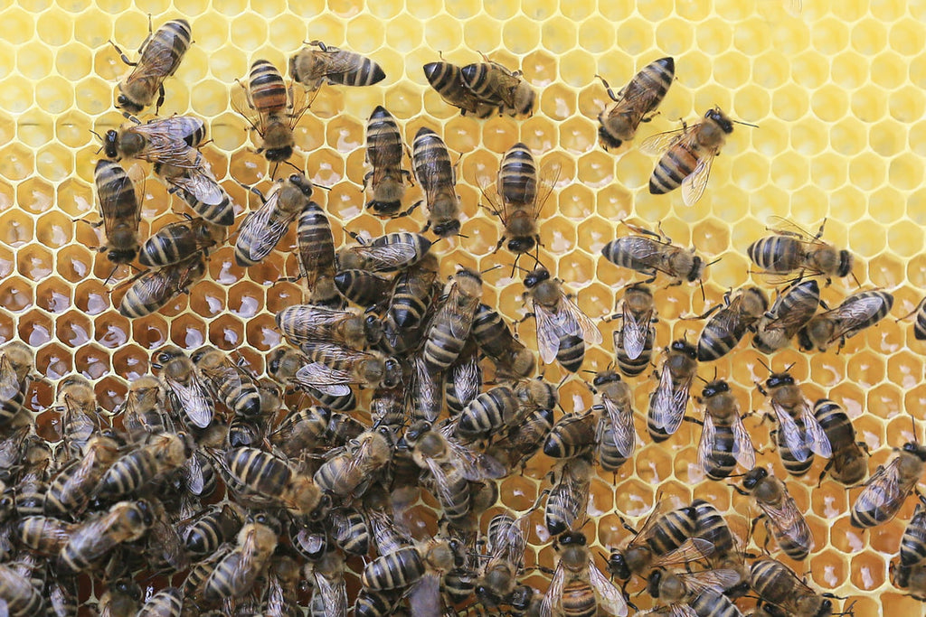How is Beeswax Made?