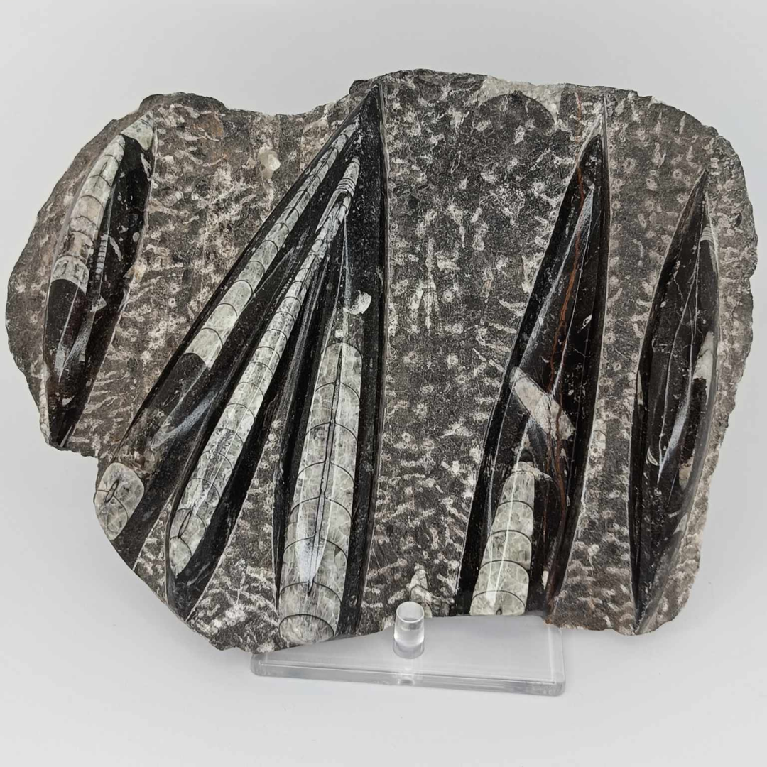 Fossils