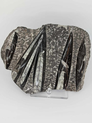 Orthoceras Fossil Plate